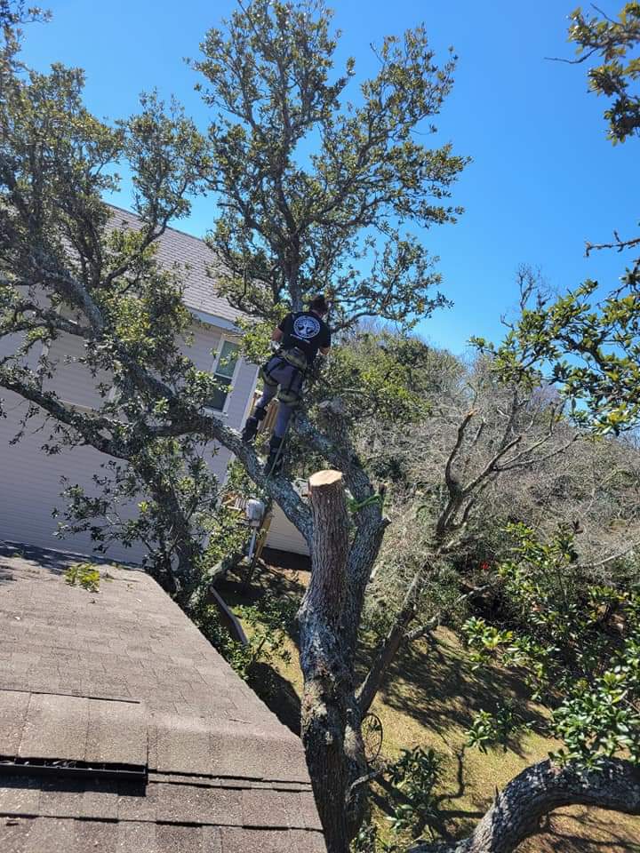 one limb at a time tree removal