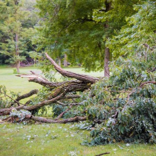 Tree Removal Wilmington NC Tree Masters